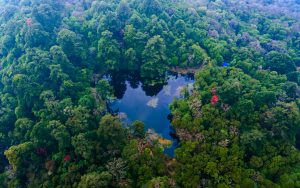 Four Lessons for Philanthropic Funders Driving Rainforest Conservation and Restoration